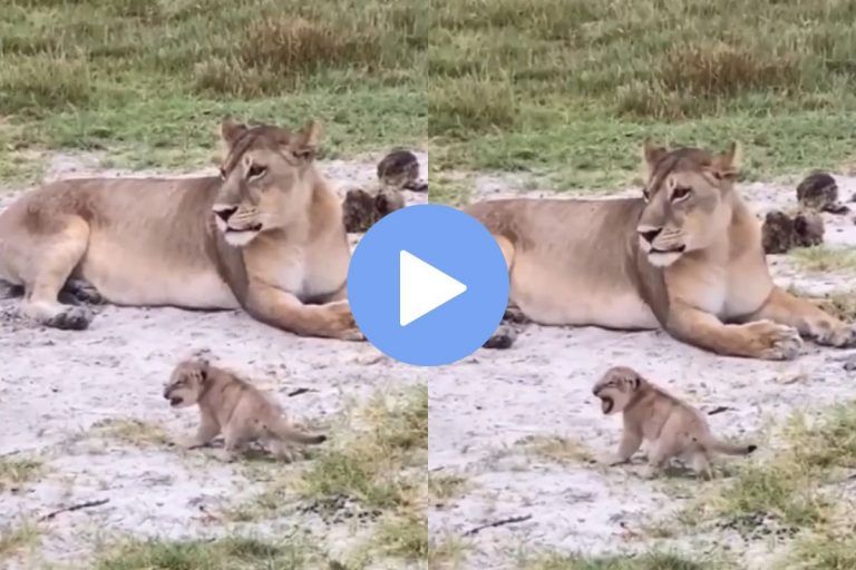 Viral Video: Lion Cub Learns How to Roar, Instead Makes The Cutest Sounds Ever. Watch